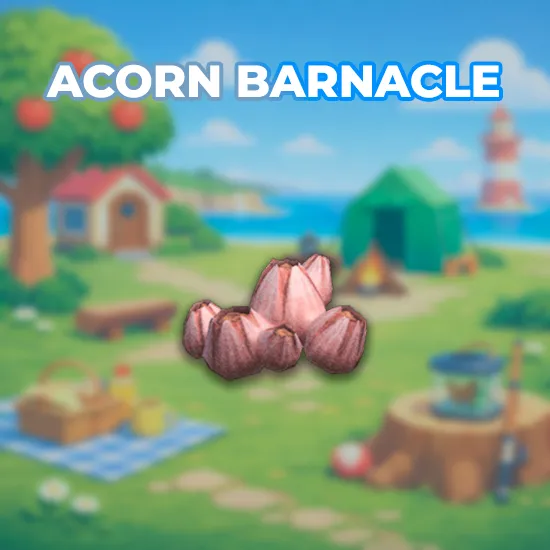 Acorn Barnacle