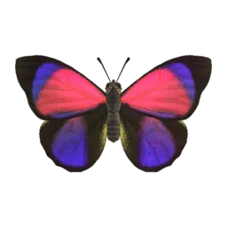 Agrias Butterfly