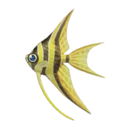 Angelfish