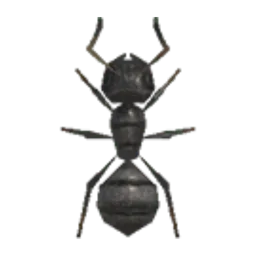 Ant