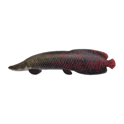 Arapaima