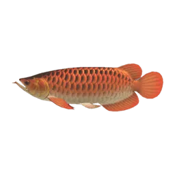 Arowana