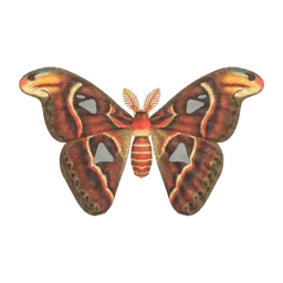 Atlas Moth