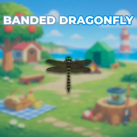 Banded Dragonfly