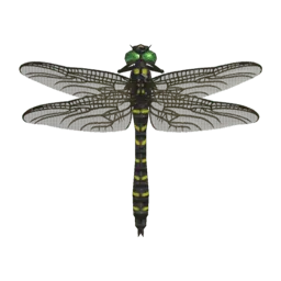 Banded Dragonfly