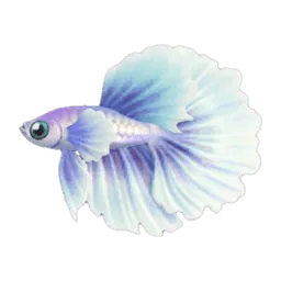 Betta