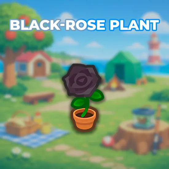 Black-Rose Plant