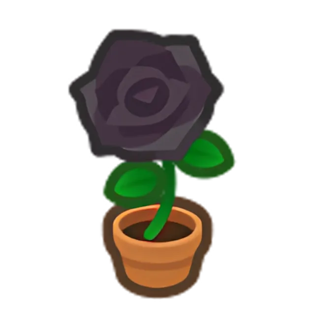 Black-Rose Plant