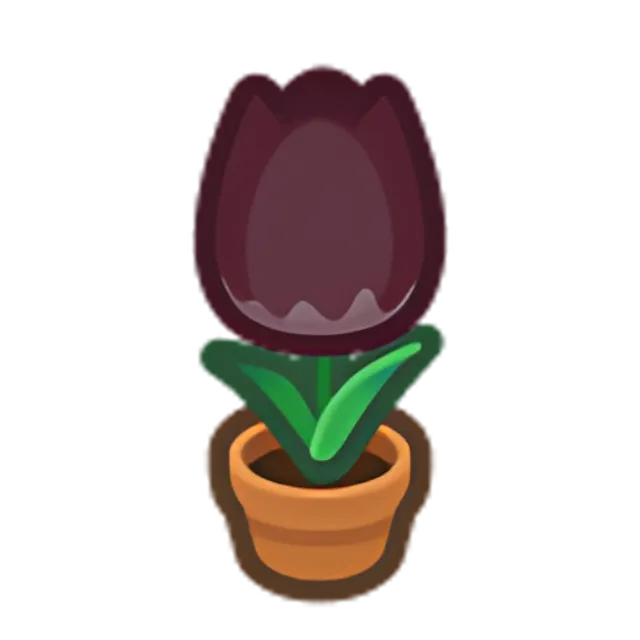 Black-Tulip Plant
