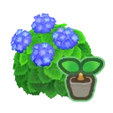 Blue Hydrangea Start