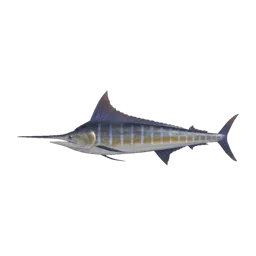 Blue Marlin
