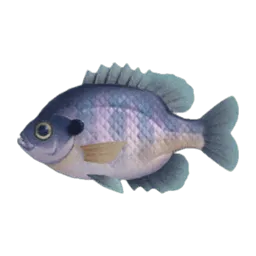 Bluegill