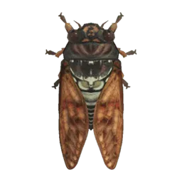Brown Cicada