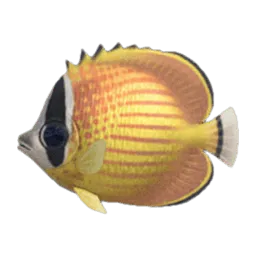 Butterfly Fish