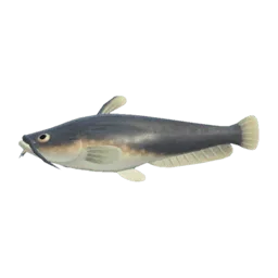 Catfish