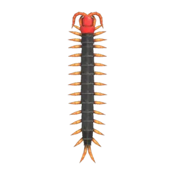 Centipede
