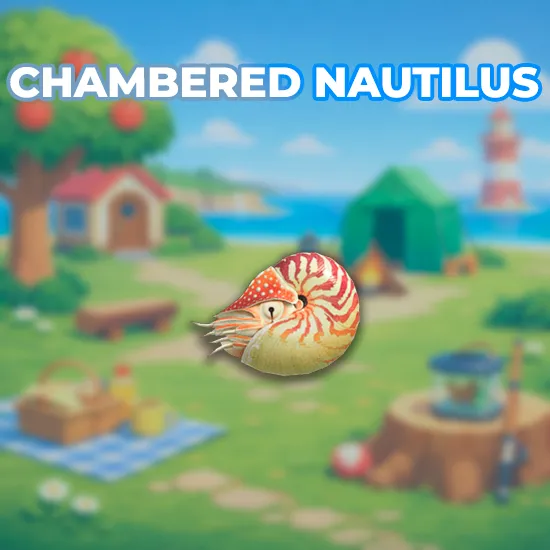 Chambered Nautilus