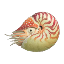 Chambered Nautilus