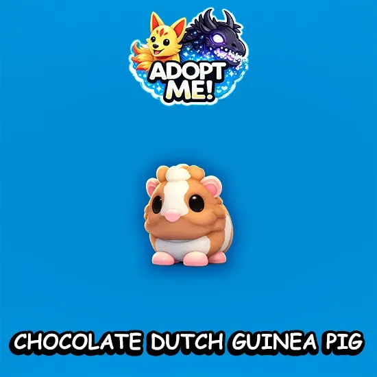 Chocolate Dutch Guinea Pig