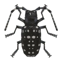 Citrus Long-Horned Beetle