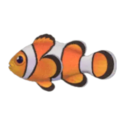 Clown Fish