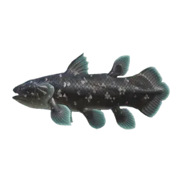 Coelacanth