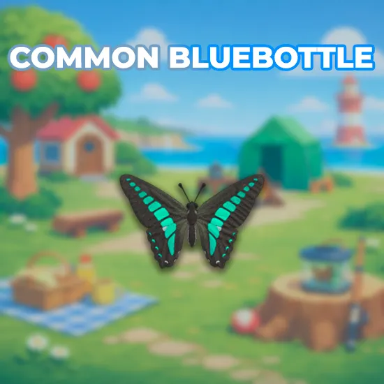 Common Bluebottle