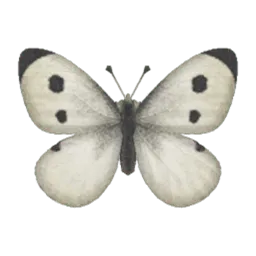 Common Butterfly