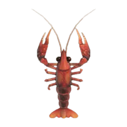Crawfish