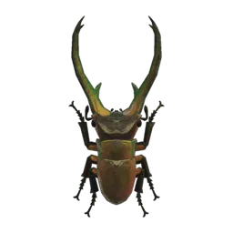 Cyclommatus Stag