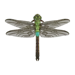 Darner Dragonfly