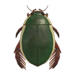 Diving Beetle