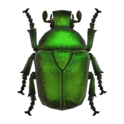 Drone Beetle