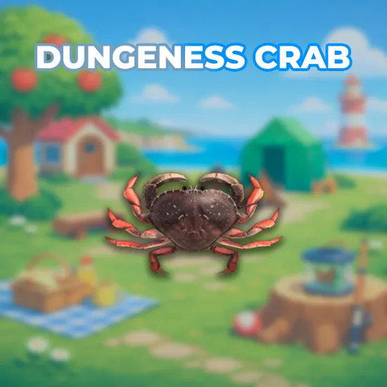 Dungeness Crab