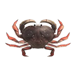 Dungeness Crab