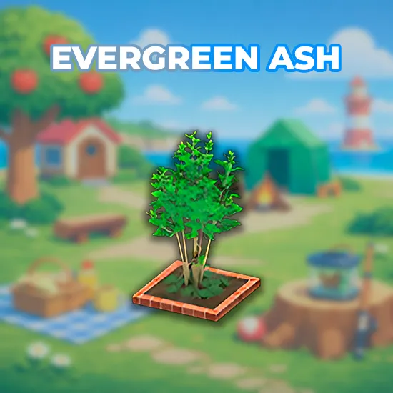 Evergreen Ash