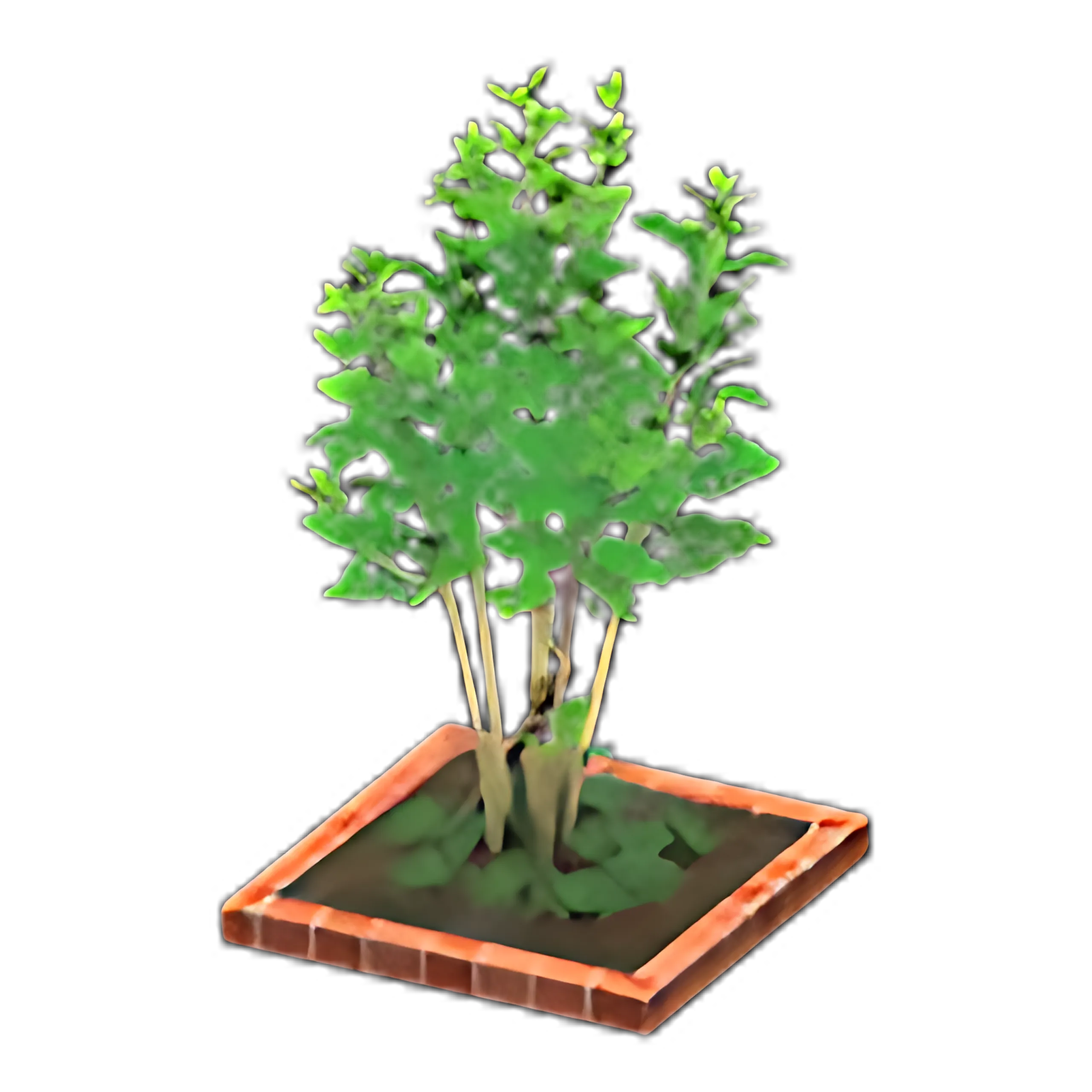 Evergreen Ash