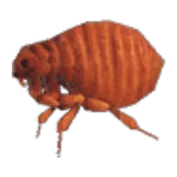 Flea