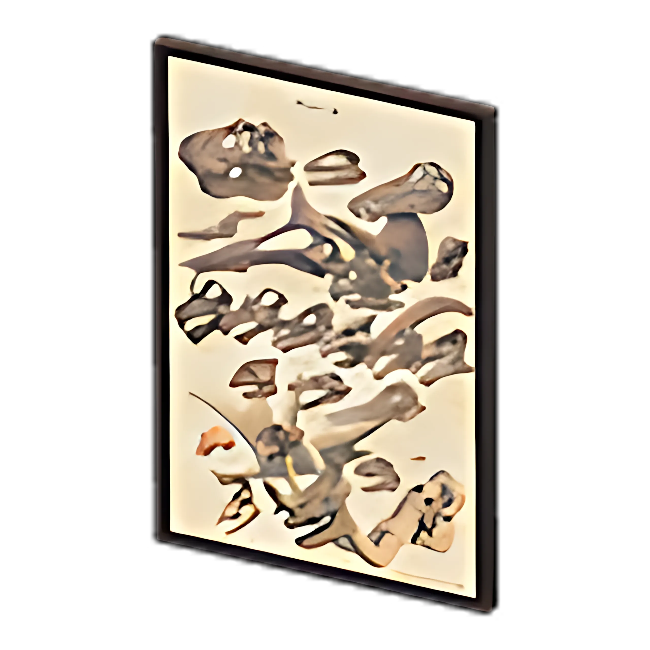 Framed Fossil Poster