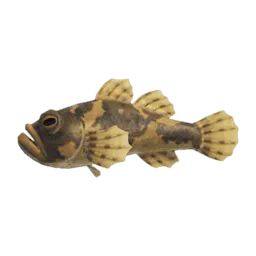 Freshwater Goby