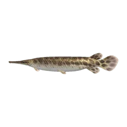 Gar