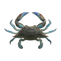 Gazami Crab