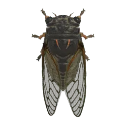 Giant Cicada