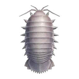 Giant Isopod