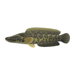 Giant Snakehead