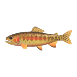 Golden Trout