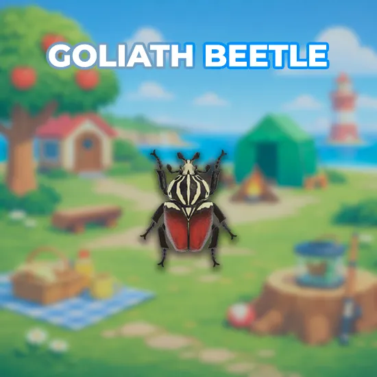 Goliath Beetle