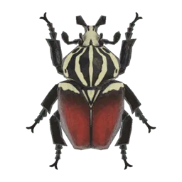 Goliath Beetle