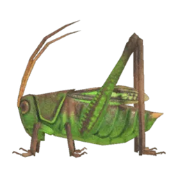 Grasshopper
