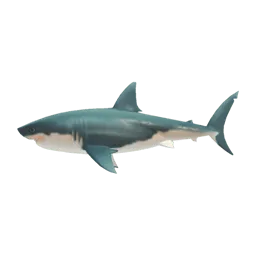 Great White Shark